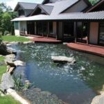 Koi pond